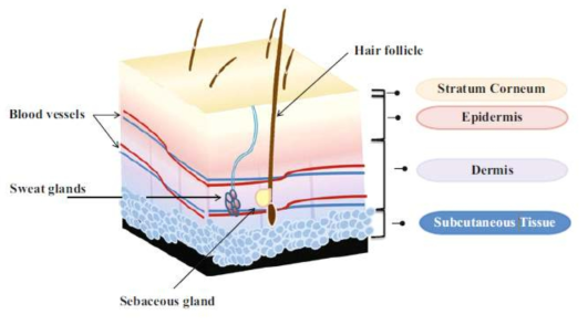 인간 피부의 개략도. 인간 피부에는 세 가지 주요 층(각질층, 표피 및 진피)이 있다. 각질층stratum corneum은 표피의 가장 바깥쪽 부분이다. 표피는 일련의 세포로 구성되어 있으며 신체의 주요 장벽이다. 진피는 표피와 피하 조직 사이의 층이다. 진피에는 모낭과 더불어 혈관, 땀을 생성하는 땀샘, 피지(피부를 윤기나게 하고 방수 작용을 하는 유성 물질)를 생성하는 피지샘 등이 존재한다
