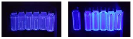 CBS-X(4,4-Bis(2-sulfonatostyryl)bisphenyl Disodium Salt) 농도별 형광