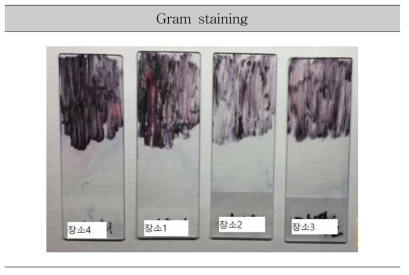 그람 염색
