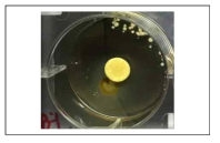 Antifungal performance of Coptis chinensis mixed Bymicin on Aspergillus niger