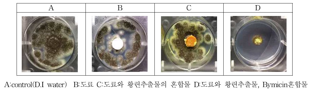 Antifungal performance of paint mixed Coptis chinensis on Aspergillus niger