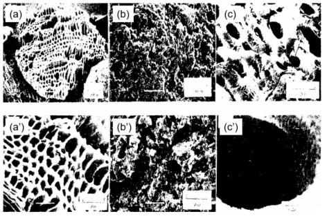 (a) 목질계, (b) 석탄계, (c)야자각계 활성탄의 전자현미경사진(SEM)