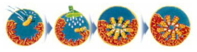 Microbial deposition of a protective CaCO3 layer