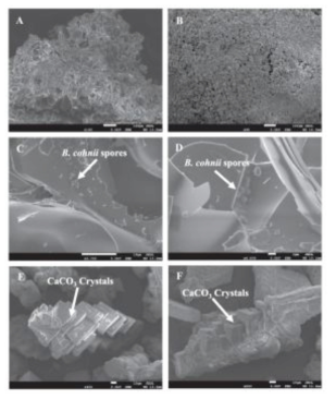 Bacillus Cohnii에 의한 탄산칼슘 침전 모습(FE-SEM)