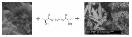 Calcium lactate의 분해에 의한 CaCO3 생성