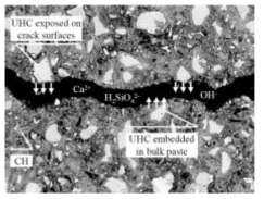 Distribution of unhydrated cement particles in cement paste