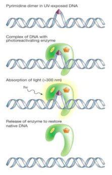 Photo-repair of microorganisms inactivation by UV (정원영, 2007)