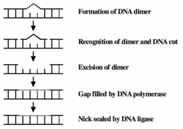 Schematic representation of the nucleotide excision repair pathway