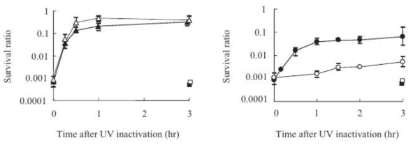 Survival ratio of L. pneumophila (left) and E. coli (right) during photoreactivation after inactivation by LP or MP UV lamp. L. pneumophila after inactivation by LP (–▲–) or MP (–△–) UV lamp: E. coli after inactivation by LP (–●–) or MP (–○–) UV lamp: L. pneumophila and E. coli under dark condition after inactivation by LP (■) or MP (□) UV lamp. All plots indicate the mean of 2 or 3 independent results while bars indicate the maximum or minimum value for each plot