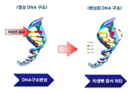 자외선 소독 메커니즘