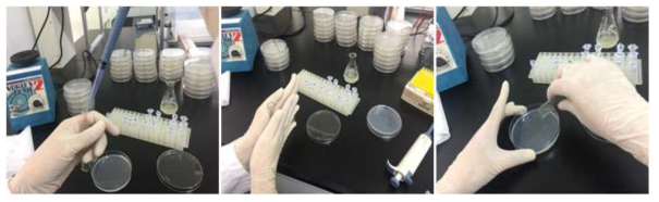 MS-2 phage pour plate method를 이용한 분석법