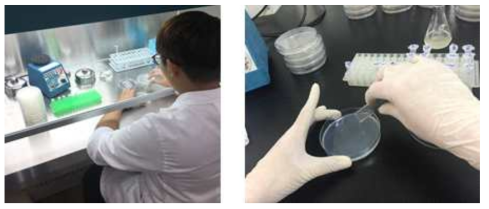 HOCl소독 후 E. coli 분석 (좌) 와 HOCl 소독 후 MS-2 phage 분석 (우)