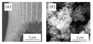 (a)나비날개 인편의 SEM 확대 이미지 (b)기존 논문에 사용된 탄소 폼 타겟의 SEM 확대 이미지