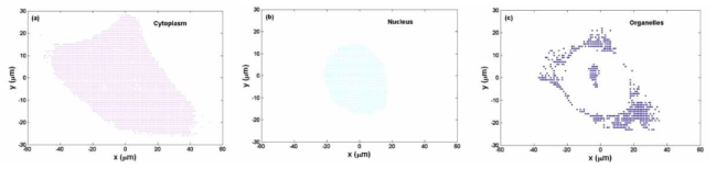 물리적 모델링을 적용한 세포팬텀의 구성 (좌): cytoplasm, (가운데): nucleus, (우): organism