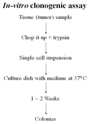 clonogenic assay 방법