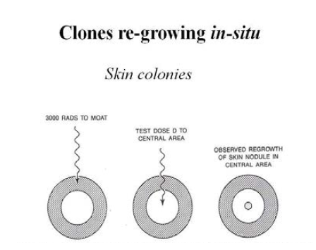 skin colony assay 방법