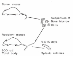 Till and McCulloch’s technique 사진