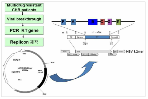 HBV replicon 제작방법