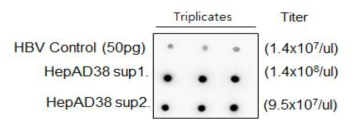 HBV dot blot