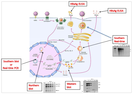 HBV 생활사 분석예