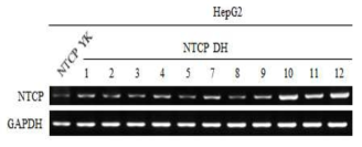 HepG2-NTCP stable cell lines의 NTCP 발현양 측정