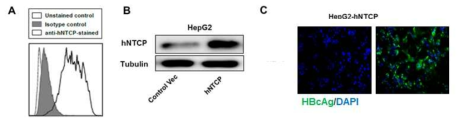 NTCP 세포의 NTCP 발현과 HBV 바이러스 감염 후 HBcAg 발현 확인