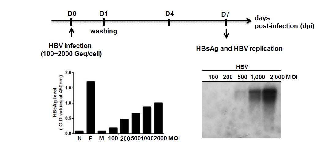 HepG2-NTCP 세포주를 이용한 HBV 감염 확인