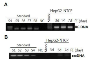 HepG2-NTCP 세포주에서 RC DNA와 cccDNA 확인