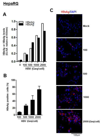 HepaRG에서 HBV 감염 효율 분석