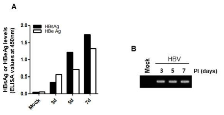 HBV 감염 후 HBeAg과 HBsAg secretion과 HBV replication확인