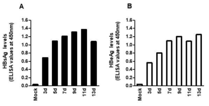 HBV감염 2주 후 HBeAg과 HBsAg secretion 분석