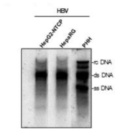 HBV가 감염된 세포들에서 replication 비교 분석