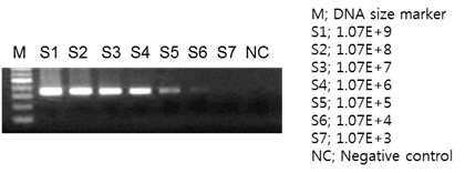 HBV monomer PCR결과