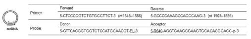 cccDNA의 real-time PCR에 사용한 probe와 primer sequence