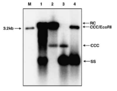 cccDNA 확인 방법