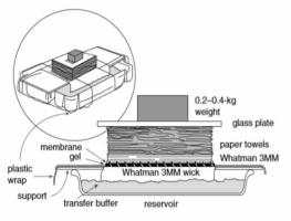 Capillary transfer method