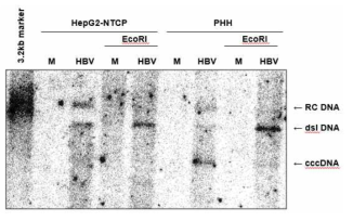 Southern blot을 이용한 cccDNA 검출 결과