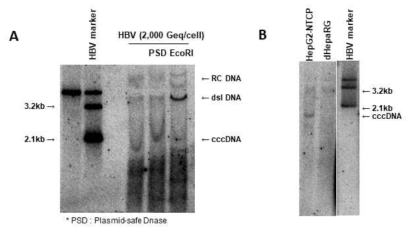 Southern blot을 이용한 cccDNA 확인 결과