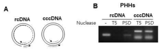 Nuclease처리에 의한 non-cccDNA forms 제거 확인 결과