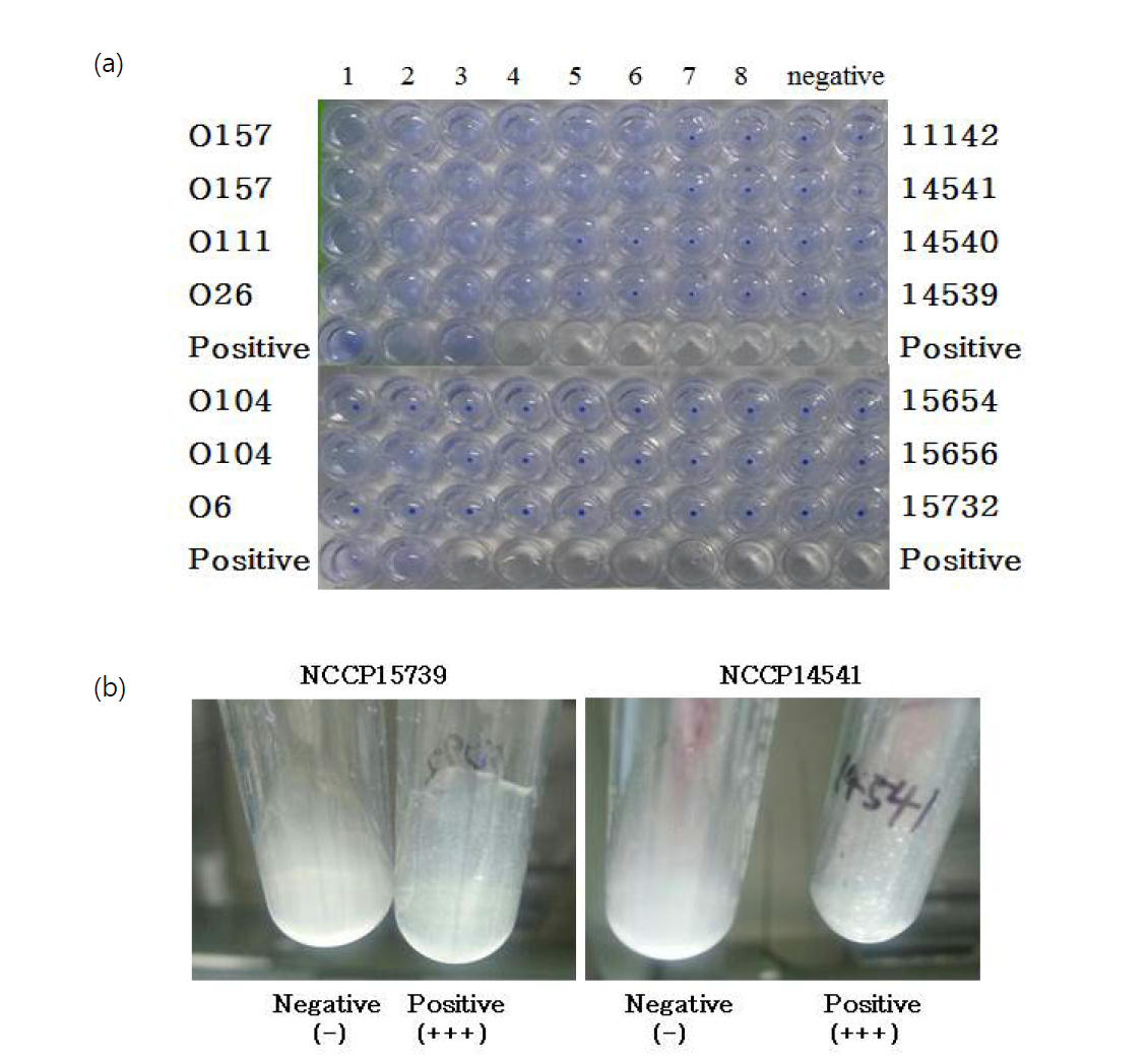 E. coli O항원(a) 및 H7항원(b) 혈청형분석. Microtiter agglutination 방법을 이용하여 수행한 E. coli O항원 serotyping (a)과 시험관에서 응집반응을 관찰하여 수행한 H항원 serotyping (b)