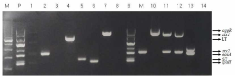 Multiplex PCR을 이용한 E. coli 독소유전자 확인