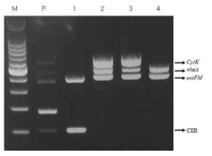 Multiplex PCR을 이용한 Bacillus cereus 독소유전자 확인