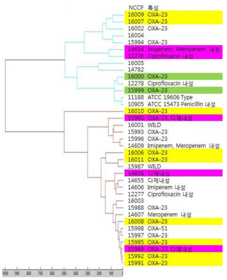 Acinetobacter baumannii 의 MALDI-TOF MS를 이용한 특성 분석
