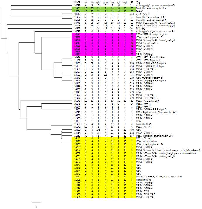 Staphylococcus aureus 의 MLST 분석