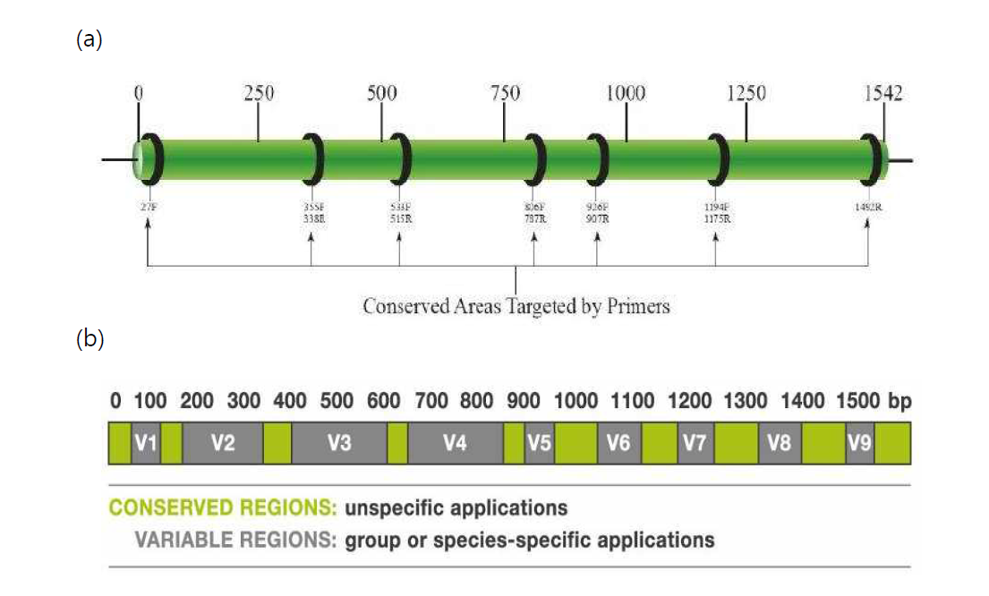 16S rRNA 유전자 모식도 : primer위치(a), 보존부위 및 변이부위(b)
