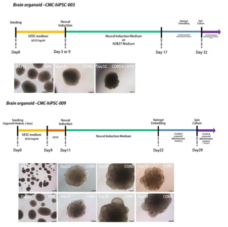 인간 유도만능줄기세포주를 이용한 뇌 오가노이드 형성 타임라인과 단계별 사진. (위) CMC-hiPSC-003 세포주의 뇌 오가노이드 분화 타임라인. (아래) CMC-hiPSC-009 세포 주의 뇌 오가노이드 분화 타임라인