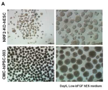 넉아웃 인간 배아줄기세포주와 정상 인간 유도만능줄기세포주의 배양체 형성 차이 (위) NRF2-KO-hESC 세포주의 배양체 형성, Day6, Low-bFGF-hES medium, Scale bar=500um(좌측), 200um (우측) (아래) CMC-hiPSC-003 세포주의 배양체 형성, Day6, Low-bFGF-hES medium, Scale bar=500um(좌측), 200um (우측)