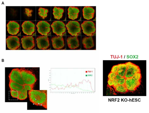 인간 넉아웃 배아줄기세포 유래 뇌 오가노이드의 3차원 구조 분석. (A) NRF2-KO-hESC유래 뇌 오가노이드의 Z-stack 촬영 사진. SOX2 (녹색): 신경 전구 세포 마커, TUJ-1 (적색) : 초기 뉴런 마커. (B) NRF2-KO-hESC 유래 뇌 오가노이드의 촬영 사진 및 위치에 따른 형광 강도 측정. SOX2: 신경 전구 세포 마커, TUJ-1: 초기 뉴런 마커. 그래프 X축: 흰색 화살표 시작점으로부터의 거리, Y축: 형광 세기. NRF2-KO-hESC 유래 뇌 오가노이드의 3차원 이미지