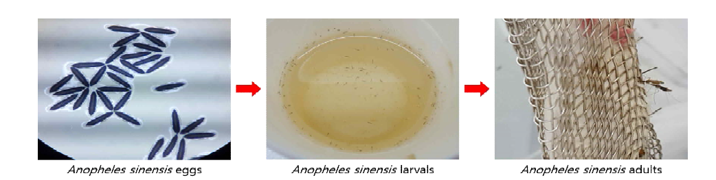 An. sinensis 성장 단계