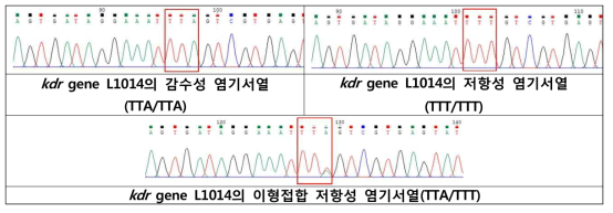 빨간집모기 kdr gene의 염기서열